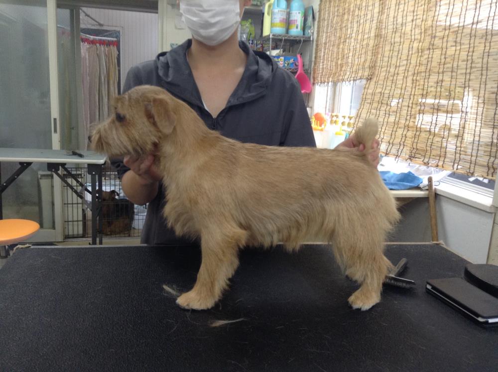 犬