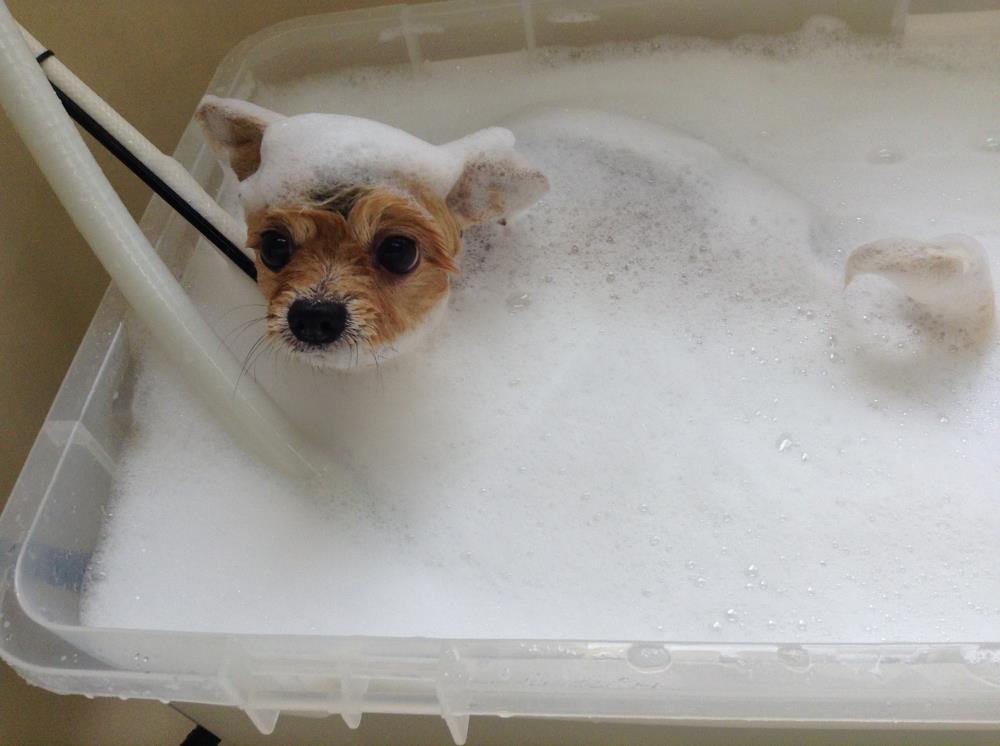 犬