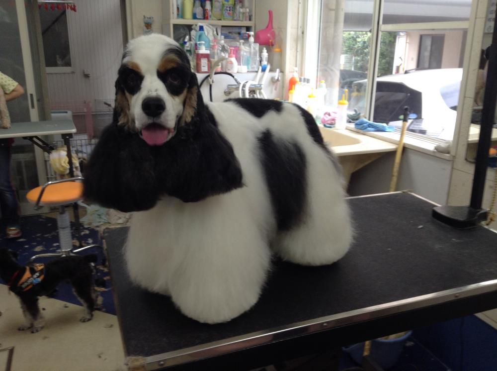 犬