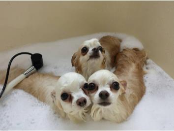 犬